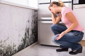 Reliable Olney, MD Mold Removal Solutions